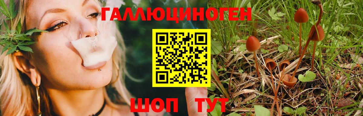 Псилоцибиновые грибы GOLDEN TEACHER  Галлюциногенные грибы Psilocybe  Дюртюли 